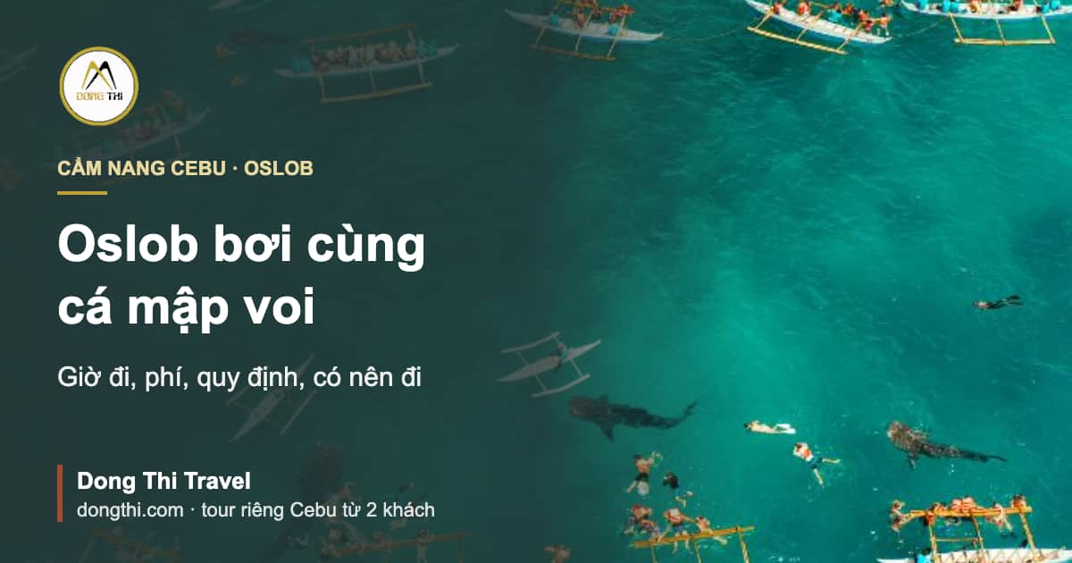 Oslob bơi cùng cá mập voi: giờ đi, phí, quy định, có nên đi