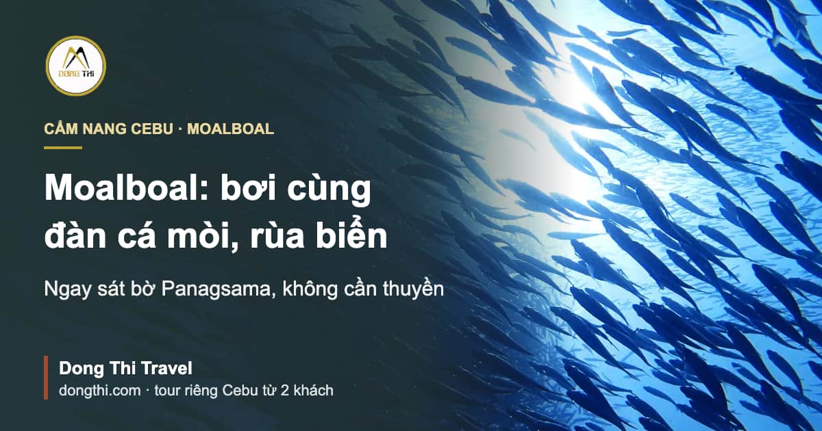 Moalboal: bơi cùng đàn cá mòi và rùa biển, đi thế nào