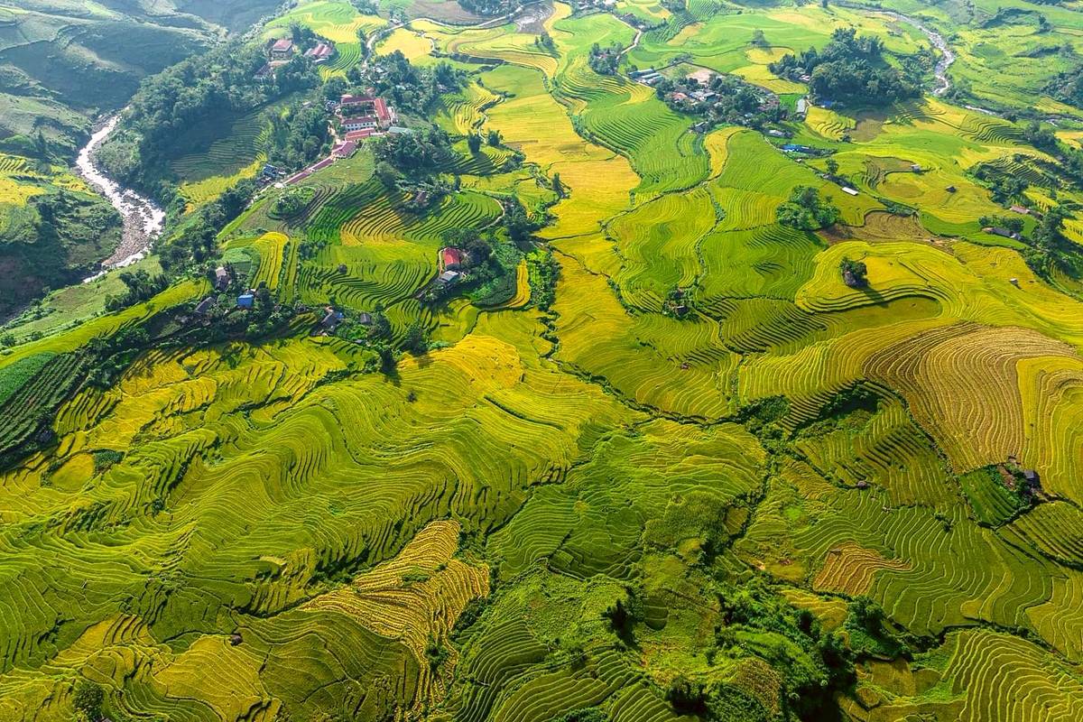 Golden and green rice terraces curving across a valley near Sapa, seen from above