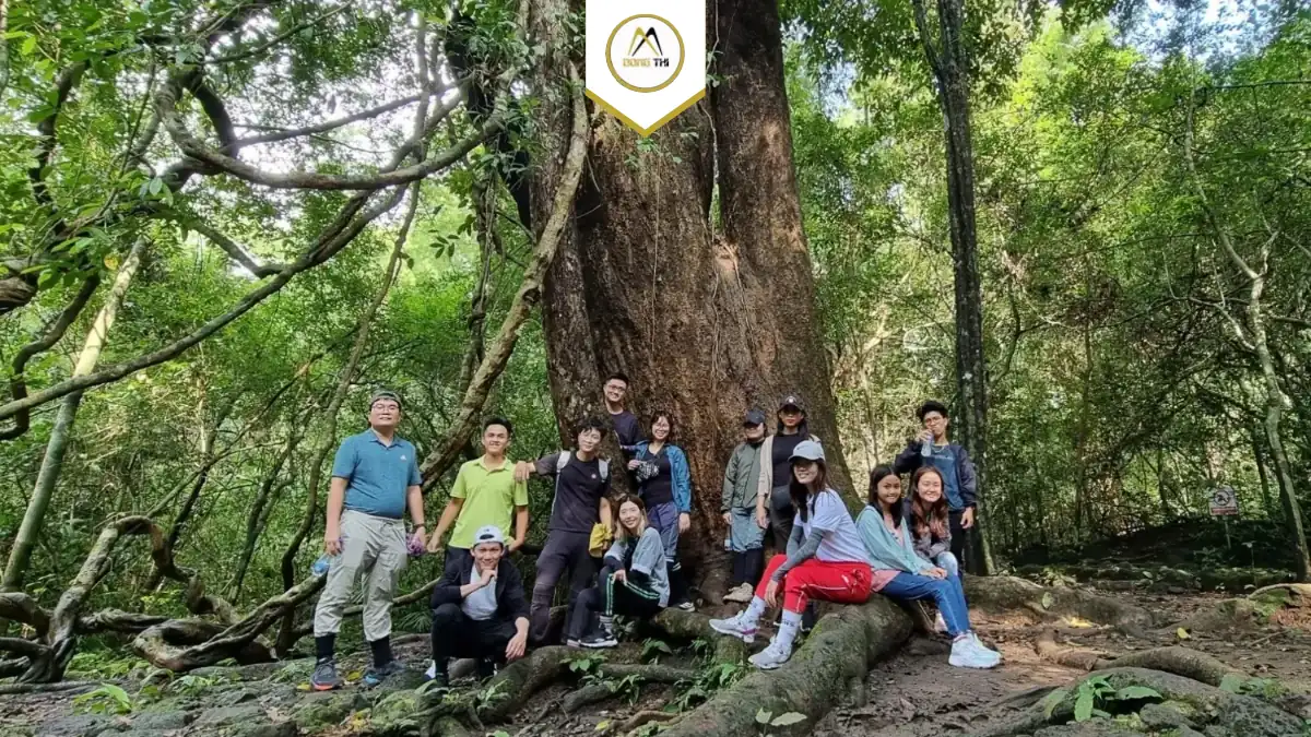 Đoàn ngân hàng BIDV trải nghiệm rừng cổ thụ, tour do Dong Thi Travel tổ chức