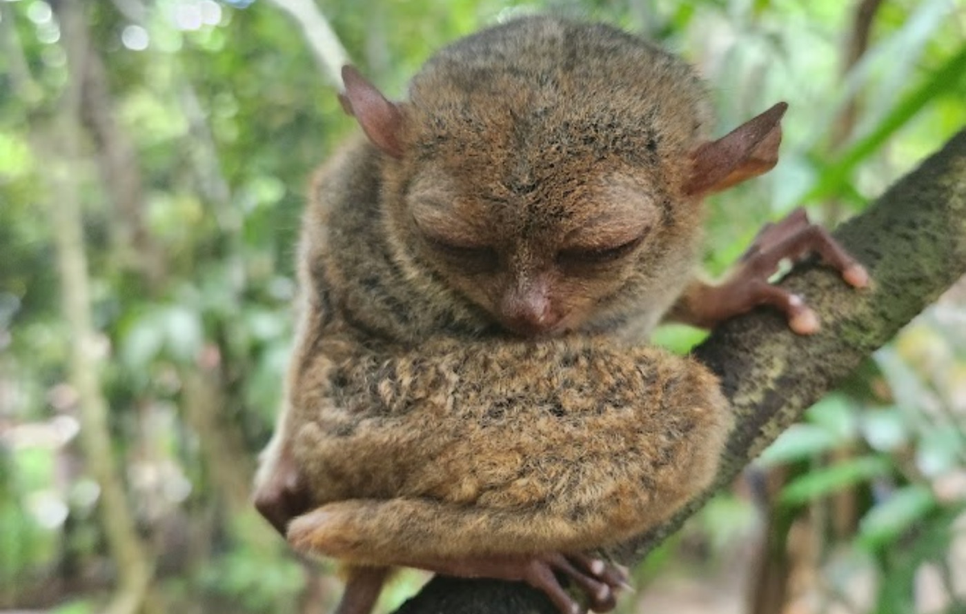 Khỉ Tarsier, Bohol